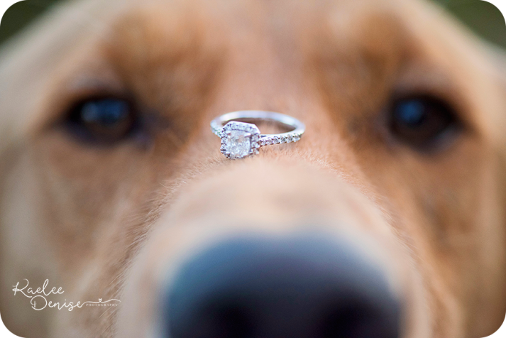 Brevard Photographer