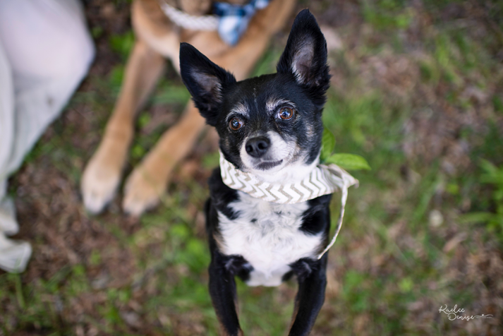 brevard portrait photographer 